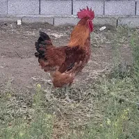خروس محلی چاق وچله