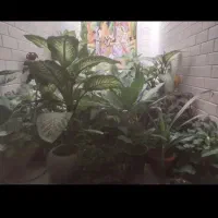 گل اپارتمانی