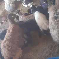 با سلام خدمت هم شهری های عزیز تعداد گوسفند فروشی|حیوانات مزرعه|شیروان (خراسان), |دیوار