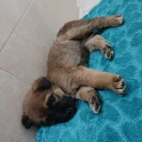 واگذاری سگ|سگ|پاکدشت, پاکدشت (مامازند)|دیوار