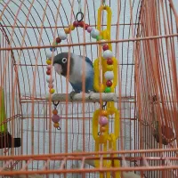 طوطی برزیلی وقفس همستر|پرنده|رشت, جانبازان|دیوار