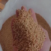 گندم برات بذری درجه یک یک|خدمات باغبانی و درختکاری|شوشتر, |دیوار