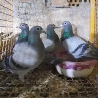 جوجه پلاکی