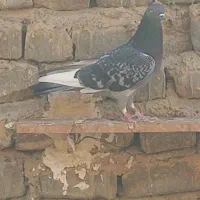 کفترپرشی