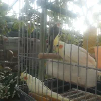 عروس هلندی