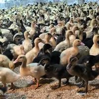 جوجه اردک ورامین|حیوانات مزرعه|صومعه‌سرا, |دیوار