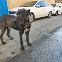 سگ سرابی|سگ|پاکدشت, پاکدشت (مامازند)|دیوار