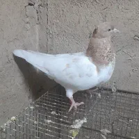 ماده کل‌زرد و یک جفت جوجه جیر