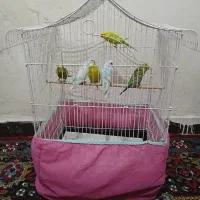 مرغ عشق|پرنده|اندیمشک, |دیوار