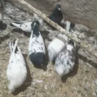 کبوتر کاشانی و تهرونی