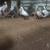 کبوتر آبپخش