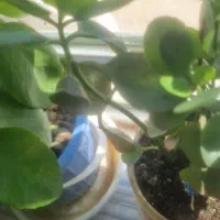 اتاق فرار هیجانی بالا