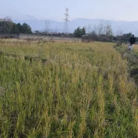 فروش زمین مزروعی چسبیده مسکونی