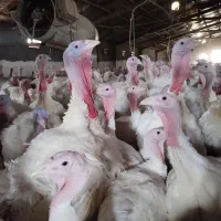 فروش بوقلمون بیوتی ارگانیک