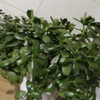 گل یشم و گل مرجان|گل و گیاه طبیعی|رشت, نظری|دیوار