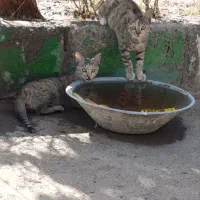 واگذاری پاکوتاه میپذیریم