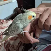 عروس هلندی|پرنده|آباده, |دیوار