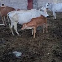 گاومحلی