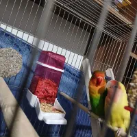 کوتوله برزیلی|پرنده|فولادشهر, B2|دیوار