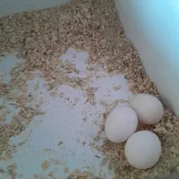 یه جفت عروس هلندی کشیده فعلان سه تا تخم کردن