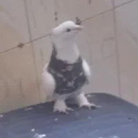 طوقی سرور|پرنده|قم, دورشهر|دیوار