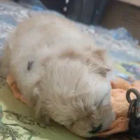 واگذاری پامر شیتزو