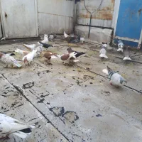 کبوترپرشی وجفتی