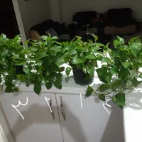 تعدادی گل پتوس کاملا سالم وسرحال|گل و گیاه طبیعی|مشکیندشت, |دیوار