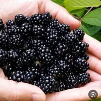 مرباتمشک|عمده‌فروشی|زابل, |دیوار