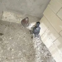 کبوتر فورشی