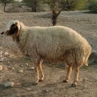 قوچ سنجابی 2ساله. گوسفند بره بز بزغاله  نربز بزنر|حیوانات مزرعه|دهلران, |دیوار
