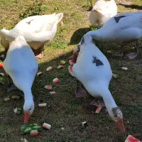 غاز پنج عدد ماده تخم گذار