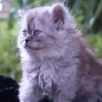 بچه گربه|گربه|شیراز, رازی|دیوار