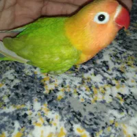 طوطی برزیلی کوتوله