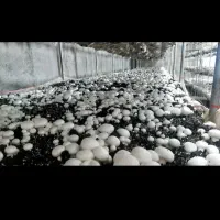 قارچ درجه 1 تازه تازه