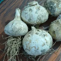 موسیر|خوردنی و آشامیدنی|خان ببین, |دیوار