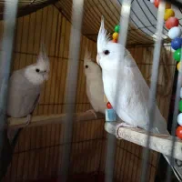 عروس هلندی آلبینو اصل|پرنده|پیشوا, |دیوار