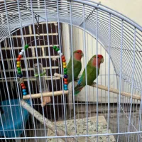 طوطی کوتوله|پرنده|شیراز, پودنک|دیوار