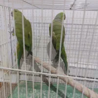 طوطی ملنگو|پرنده|چابهار, |دیوار