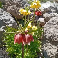 اجرای کلیه خدمات باغبانی