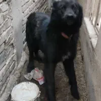 سگ سرآبی