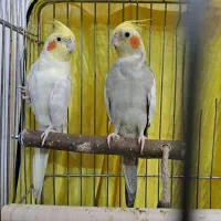 جفت عروس هلندی