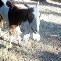 یک عدد بز پاکستانی ابستن