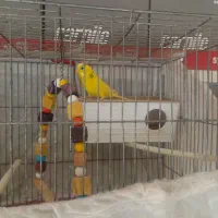 طوطی عروس ومرغ عشق|پرنده|قزوین, |دیوار