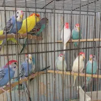 مرغ عشق و طوطی کوتوله در همه رنگ و تخم کبوتر|پرنده|قم, سربخش|دیوار