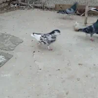 پرنده|پرنده|گنبد کاووس, |دیوار