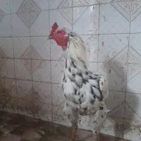 خروس|حیوانات مزرعه|گلوگاه, |دیوار