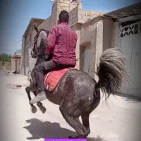 مادیان۶ با کره عرب مصری