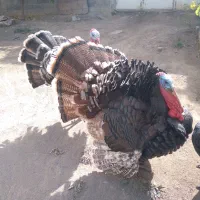 بوقلمون|حیوانات مزرعه|کوثر, |دیوار