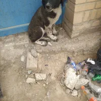 معاوضه سه عدد توله سگ